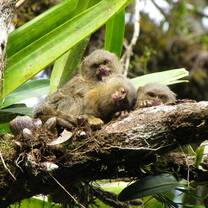 Pygmy marmosets roaming the centre