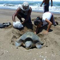 BaseCamp Volunteer Costa Rican Sea Turtle Conservation Project