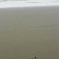 Sea Turtle in Bocas del Toro, Panama