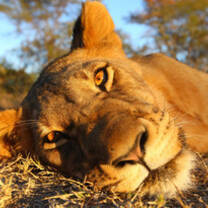 Big Cat Wildlife Research & Conservation in Kenya