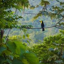 Caribbean Conservation