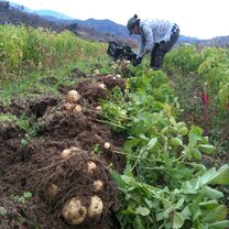 Volunteers For Peace volunteers work on an agricultural project in Japan Volunteers For Peace volunteers work on an agricultural project in Japan