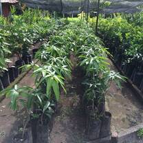 The Fruit Tree Planting Foundation El Salvador