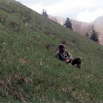 Quiet time on the alpine meadow