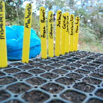 planting seeds