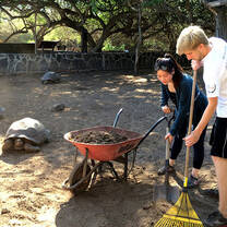 Volunteer Galapagos Turtle Centre