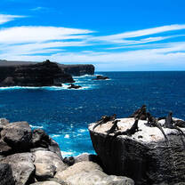 Galapagos Islands Marine Iguanas