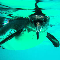 Galapagos Islands Penguin