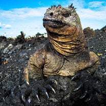 Galapagos Islands Marine Iguanas