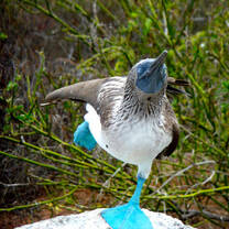 Galapagos Islands Blue Footed Booby