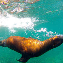 Galapagos Islands Sea Lion