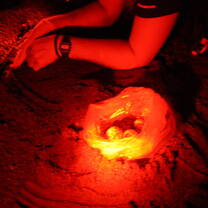 volunteering turtle refugee costa rica