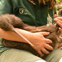 Meet the locals at the Pupu Rangi Nature Sanctuary