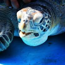 A green sea turtle, very common along the coast of Puerto Lopez 