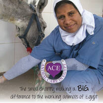 One of our Egyptian vets who oversees our vet students.
