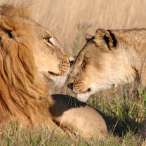 Monitoring Lions & Other High Priority Species Monitoring Lions & Other High Priority Species