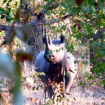 Black Rhino Conservation & Monitoring Black Rhino Conservation & Monitoring