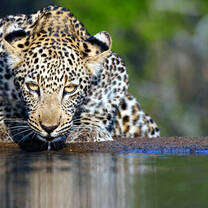 Incredible Wildlife Viewing Opportunities