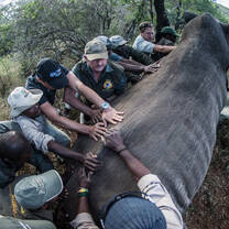 Witness Real, Hand-on Conservation