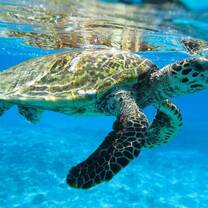 Endangered Turtle Conservation