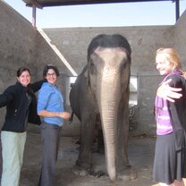 volunteer elephant india