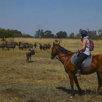 Field patrols on horseback