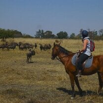 Field patrols on horseback