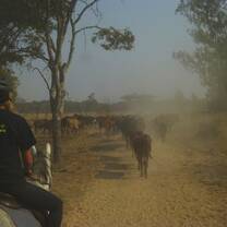Cattle ranching