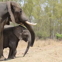 Elephant conservation