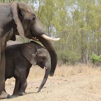 Elephant conservation