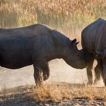 Rhino conservation at Imire