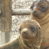 Know the unique Galapagos animals and be part of the nature while you volunteer in San Cristobal Island.