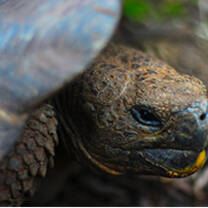 Galapagos turtle