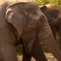 Elephants chatting