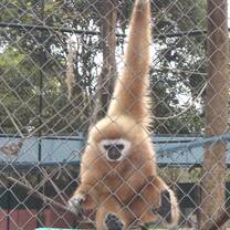 A gibbon has a snack