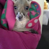 A joey looks at the camera while bundled in a felt pouch
