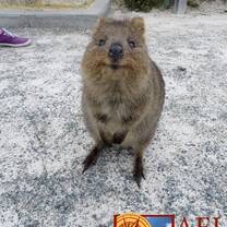 A quokka smiles at the camera