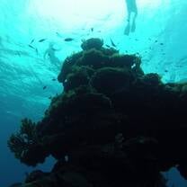 Coral Head with Snorkellers in Cuba