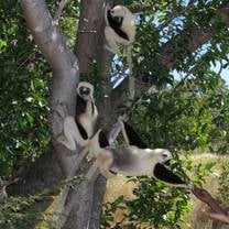 Three Coquerel's Sifakas in Madagascar