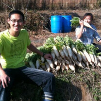 Volunteers For Peace volunteers work on an agricultural project in Japan Volunteers For Peace volunteers work on an agricultural project in Japan