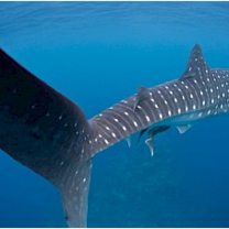 Species Conservation in the Maldives with NATUCATE