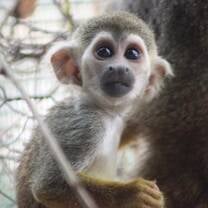 Squirrel monkey, volunteer IPR