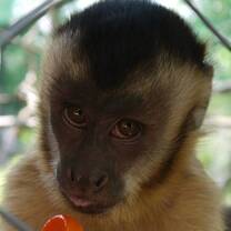 chino cheeky capuchin, volunteer IPR