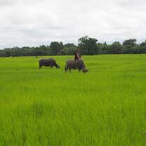 rice field buffalo