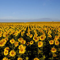 flowers in Spain
