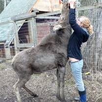 animal rescue work