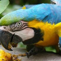 Bolivia Parrot 