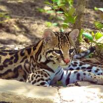 Ocelot in Bolivia