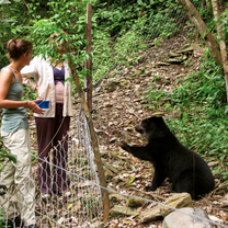Bolivia Sloth Bear