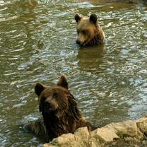 Brown Bear Conservation